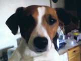 Photo de la tte du jack russel en complment du portrait.